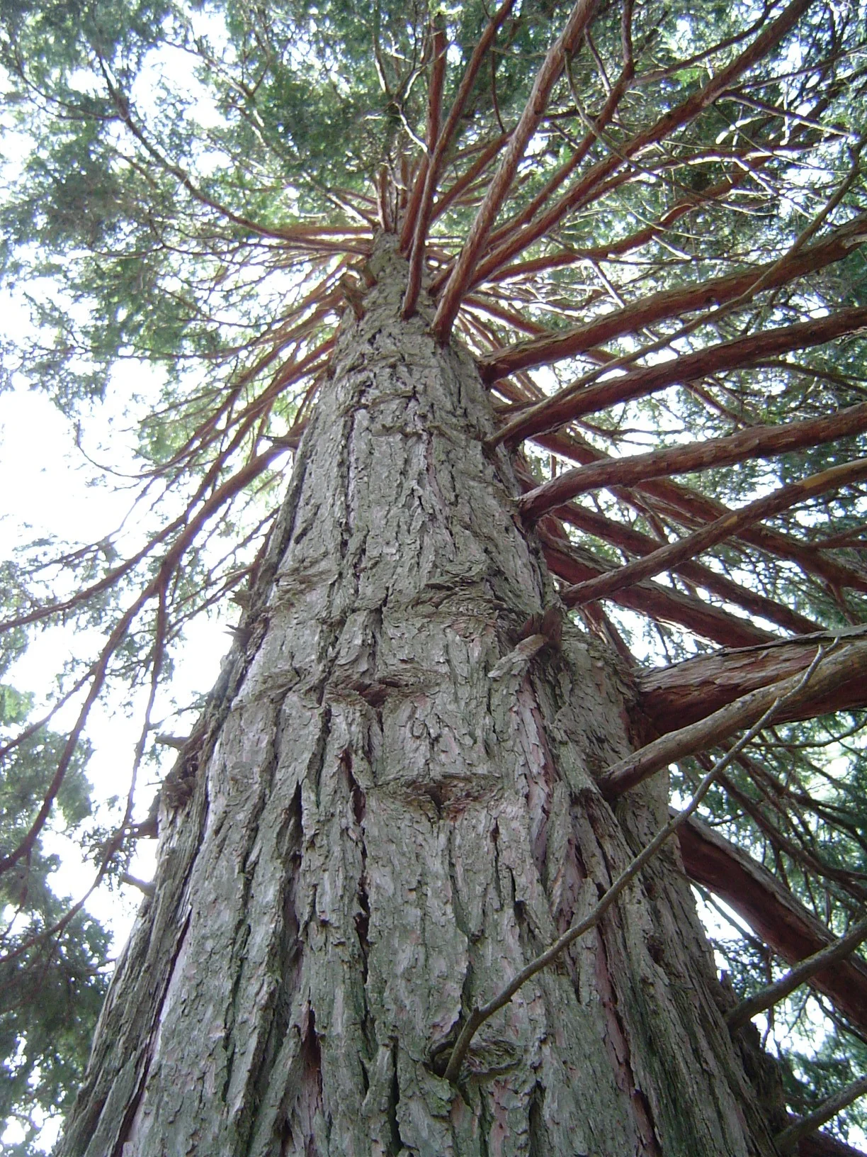 Calocedrus decurrens — Inscense cedar tree.
Located in the San Jacinto Mountains in Southern California.
Credits: Photographed April 21, 2003 and uploaded by user:Geographer.