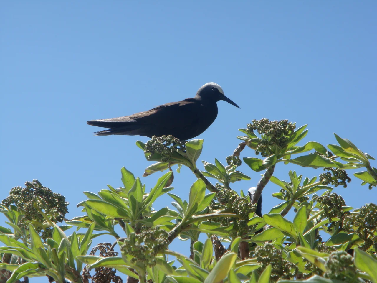 A photo of a Noddy, one of thousands that inhabit the island of Lady Elliot. Taken by the uploader and released into the public domain. Time and location information is contained in the EXIF header.